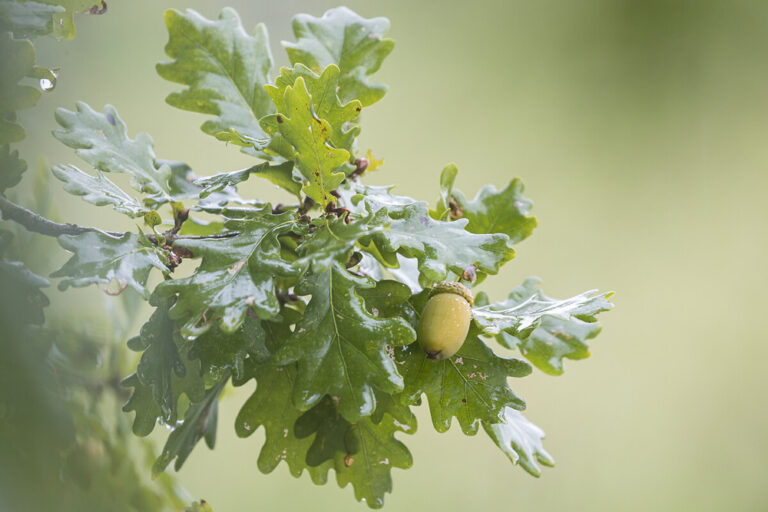 Chêne et son fruit