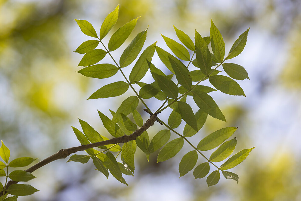 branche de frêne