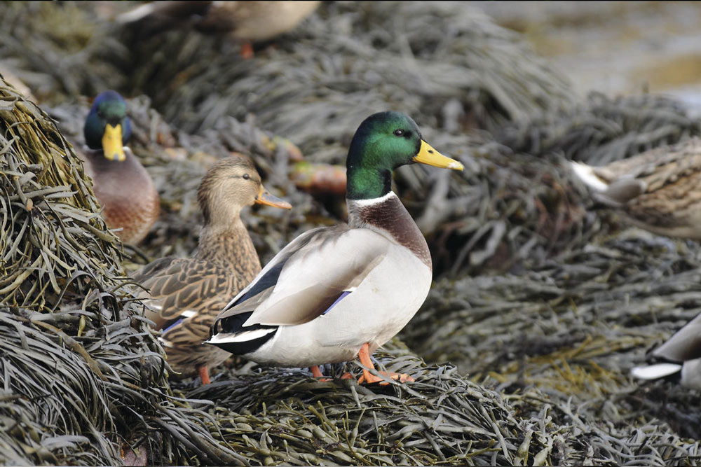 Canard à col vert