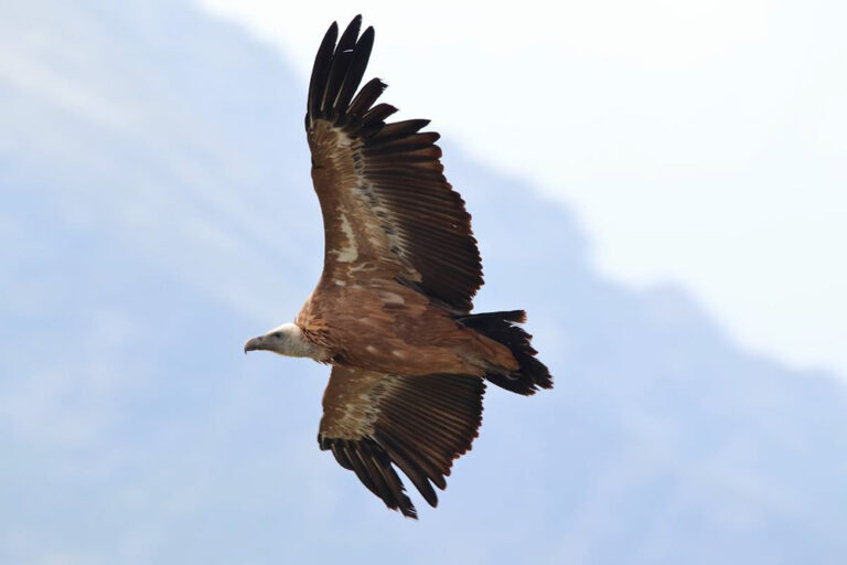 vautour-fauve